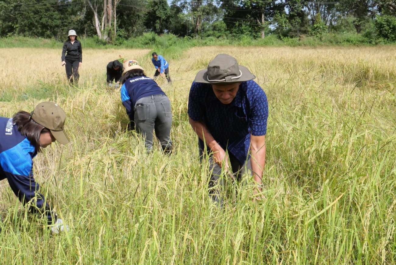 โครงการปลูกข้าววันแม่เก็บเกี่ยววันพ่อ กิจกรรมเกี่ยวข้าวตามรอยพ่อ